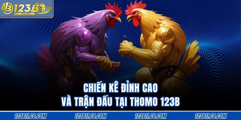 Chiến kê đỉnh cao và trận đấu tại Thomo 123B