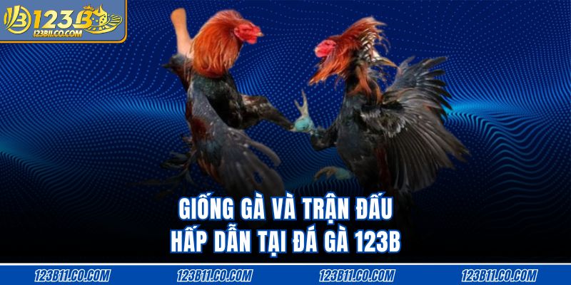 Giống gà và trận đấu hấp dẫn tại đá gà 123B